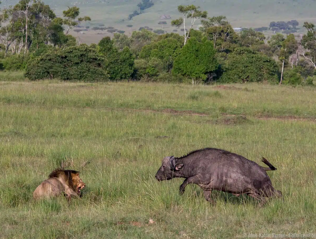 Büffel greift Löwen an