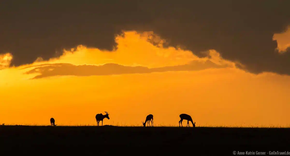 Topi Antilopen im Sonnenuntergang