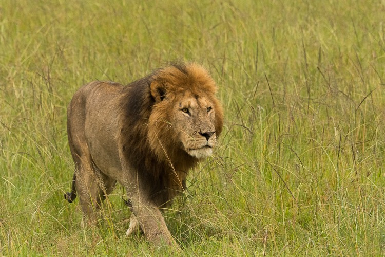 Ein stattlicher Löwe in der grünen Savanne der Maasai Mara