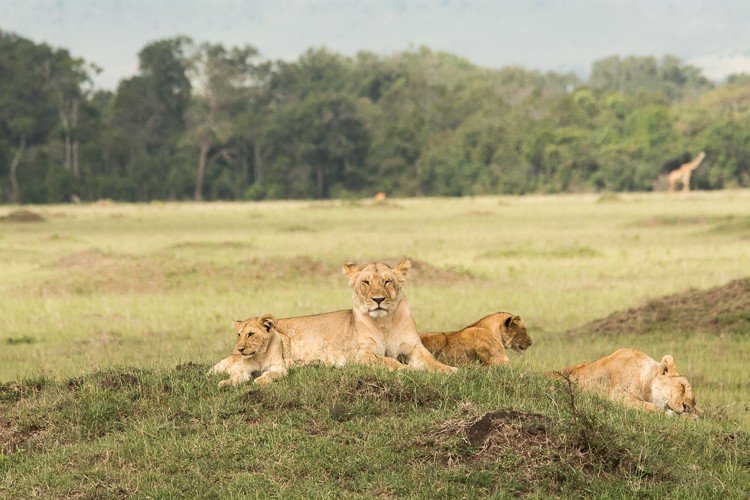 Löwenrudel in der Maasai Mara