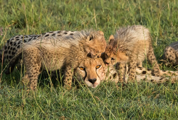 Gepardin mit Jungtieren in der Maasai Mara