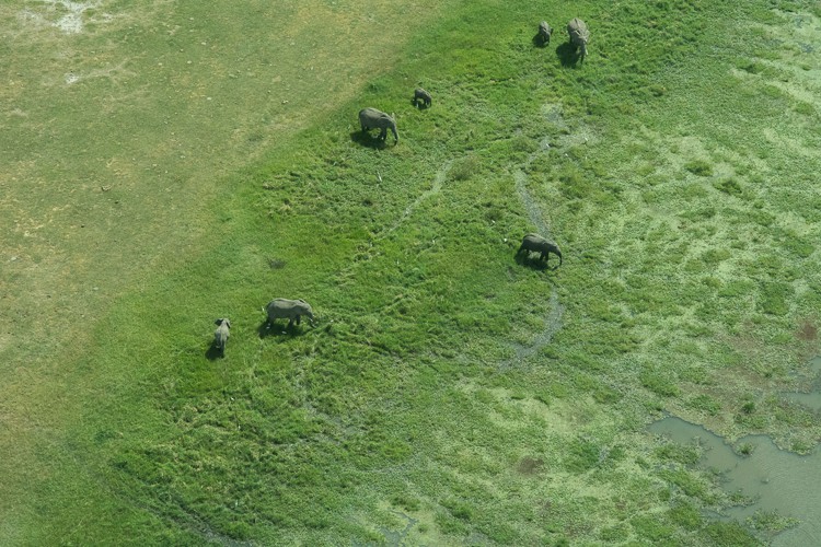 Nur Fliegen ist schöner - Elefanten von oben im Amboseli NP