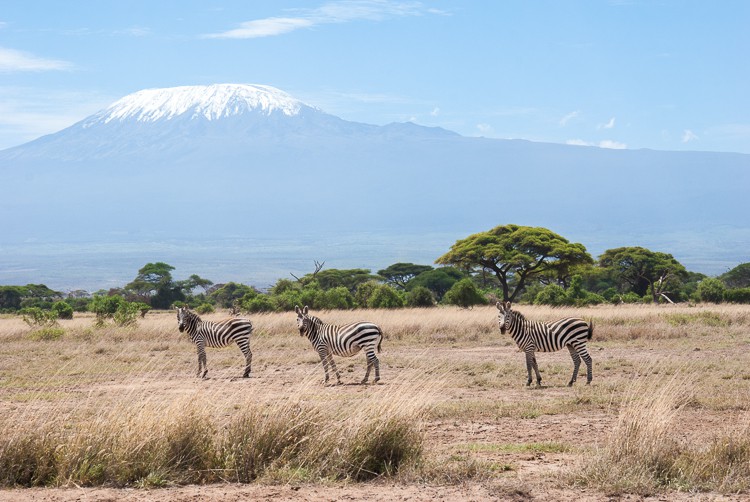 Zebras vor dem Kilimanjaro im Amboseli NP