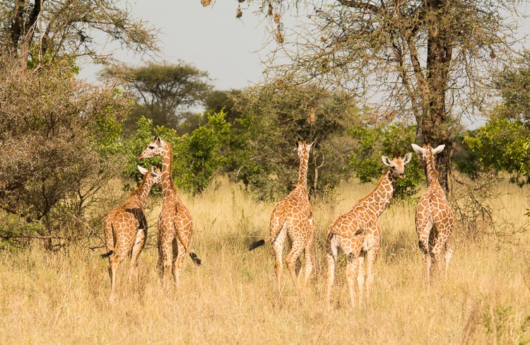 Giraffenkindergarten im Meru NP