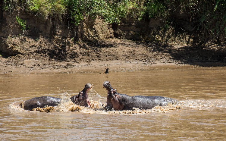 Kämpfende Flußpferde im Mara River