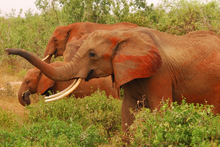 Die berühmten roten Elefanten von Tsavo Ost