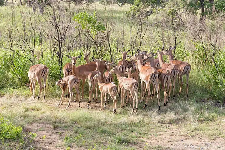 Eine Gruppe Impalas