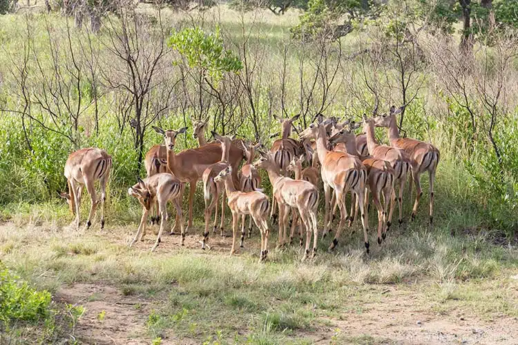 Eine Gruppe Impalas Eine Gruppe Impalas