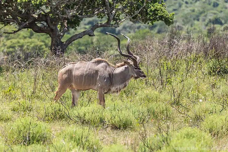 Ein männliches Kudu