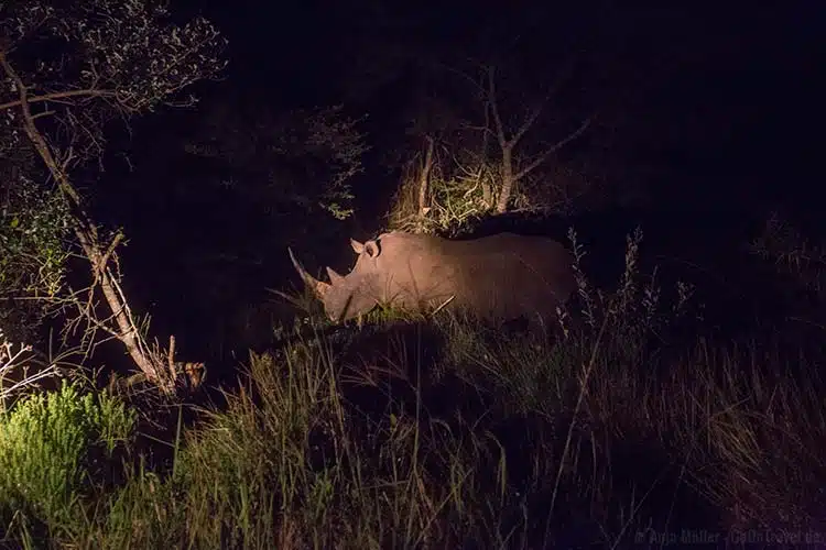 Auf Nachtsafari: Ein Nashorn Auf Nachtsafari: Ein Nashorn