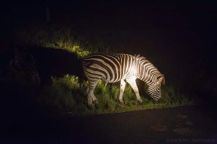 Ein Zebra grast am Wegesrand