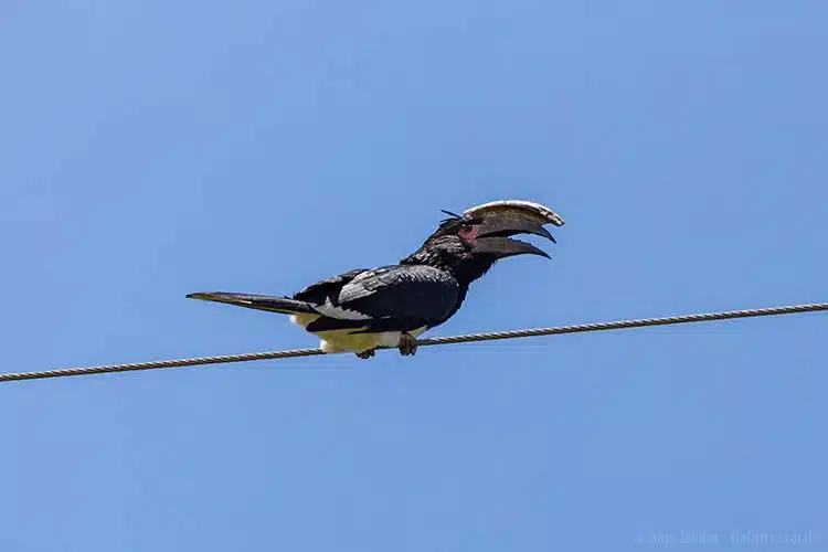 Ein Trompeterhornvogel Ein Trompeterhornvogel