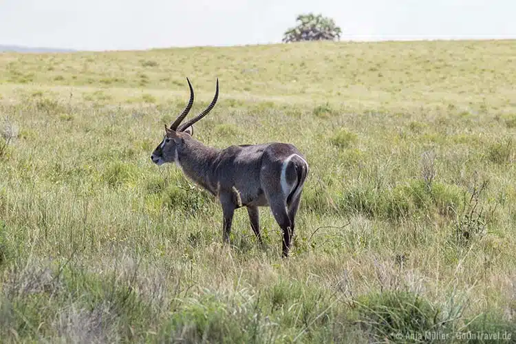 Ein Wasserbock mit dem markanten Hinterteil Ein Wasserbock mit dem markanten Hinterteil