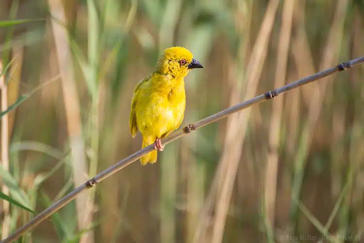 Ein Webervogel Ein Webervogel