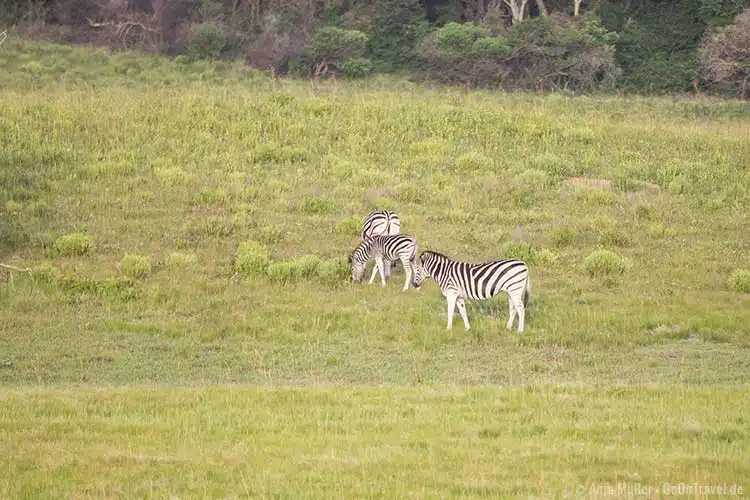 Steppenzebras beim Grasen Steppenzebras beim Grasen
