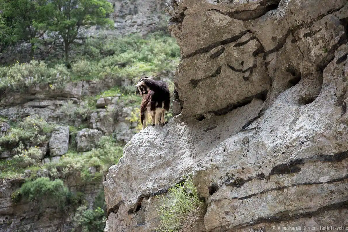 tierische Beobachter in der Imbros-Schlucht tierische Beobachter in der Imbros-Schlucht