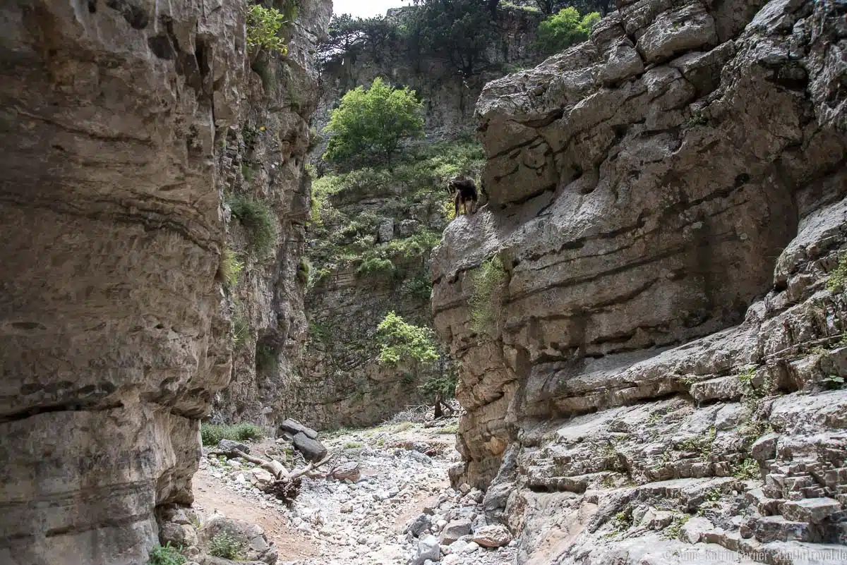 Ziege in der Imbros-Schlucht auf Kreta Ziege in der Imbros-Schlucht auf Kreta