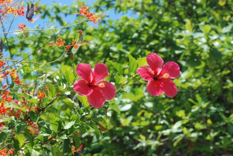 Hibiskusblüten