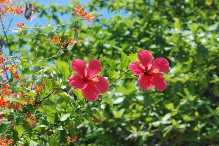 Hibiskusblüten